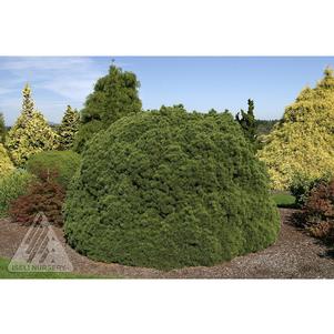 0 units available! Pre-Order Qty: 0