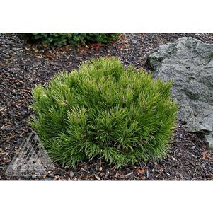 0 units available! Pre-Order Qty: 0