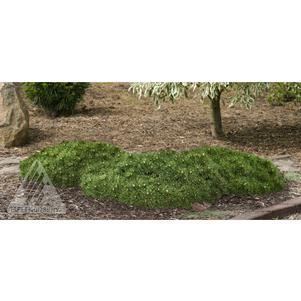 0 units available! Pre-Order Qty: 0