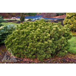 0 units available! Pre-Order Qty: 0