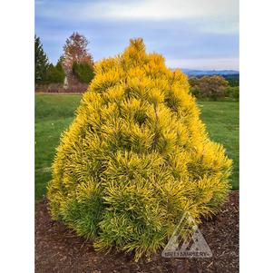 0 units available! Pre-Order Qty: 0