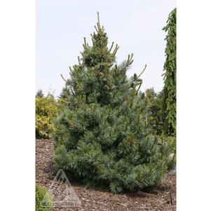 0 units available! Pre-Order Qty: 0