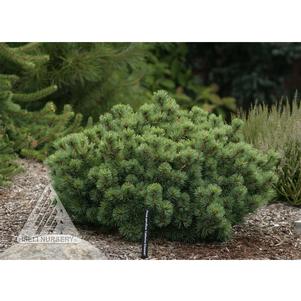 0 units available! Pre-Order Qty: 0