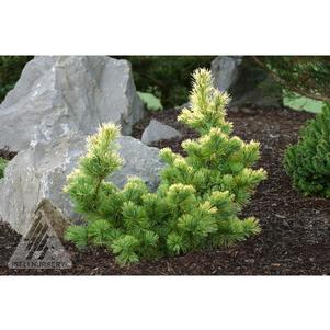 0 units available! Pre-Order Qty: 0