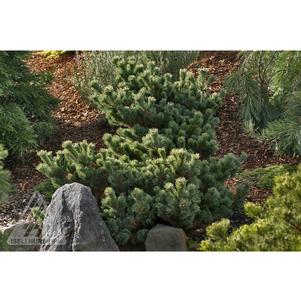 0 units available! Pre-Order Qty: 0