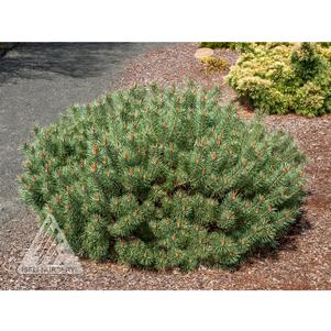 0 units available! Pre-Order Qty: 0