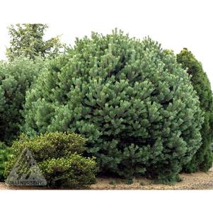 0 units available! Pre-Order Qty: 0