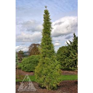 0 units available! Pre-Order Qty: 0