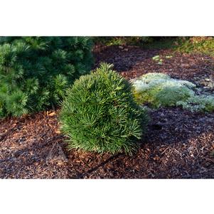 0 units available! Pre-Order Qty: 0