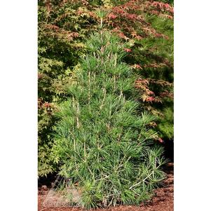 0 units available! Pre-Order Qty: 0