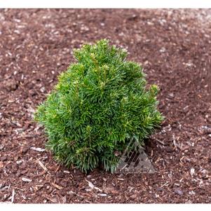 0 units available! Pre-Order Qty: 0