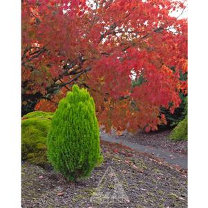 0 units available! Pre-Order Qty: 0