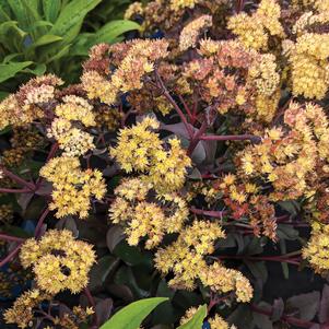 0 units available! Pre-Order Qty: 0