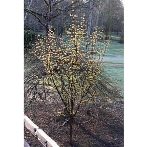 0 units available! Pre-Order Qty: 0