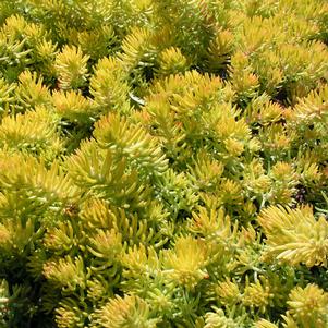 0 units available! Pre-Order Qty: 0