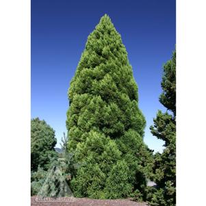 0 units available! Pre-Order Qty: 0