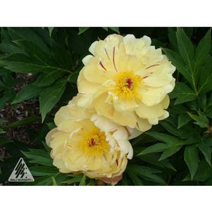 0 units available! Pre-Order Qty: 0