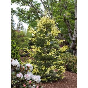 0 units available! Pre-Order Qty: 0