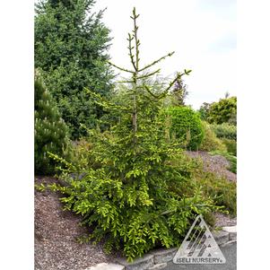 0 units available! Pre-Order Qty: 0