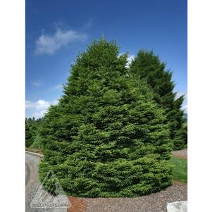 0 units available! Pre-Order Qty: 0