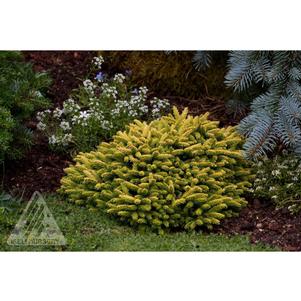 0 units available! Pre-Order Qty: 0