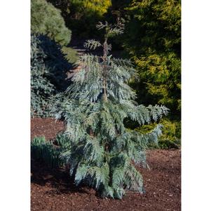 0 units available! Pre-Order Qty: 0