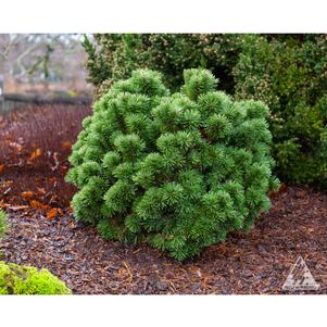 0 units available! Pre-Order Qty: 0