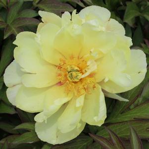 0 units available! Pre-Order Qty: 10