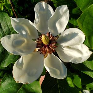 0 units available! Pre-Order Qty: 0