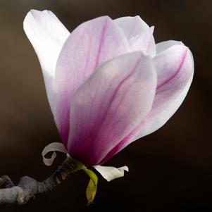 0 units available! Pre-Order Qty: 0