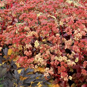 0 units available! Pre-Order Qty: 0