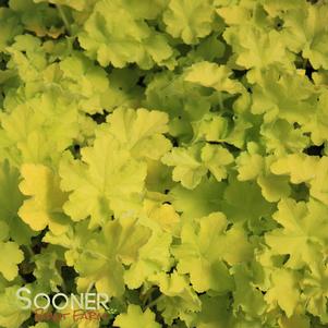 0 units available! Pre-Order Qty: 0