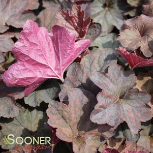 0 units available! Pre-Order Qty: 0