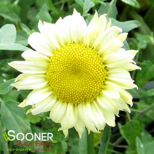 0 units available! Pre-Order Qty: 0